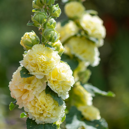 Topoľovka  žltá Chaters - Alcea rosea - predaj semien - 12 ks