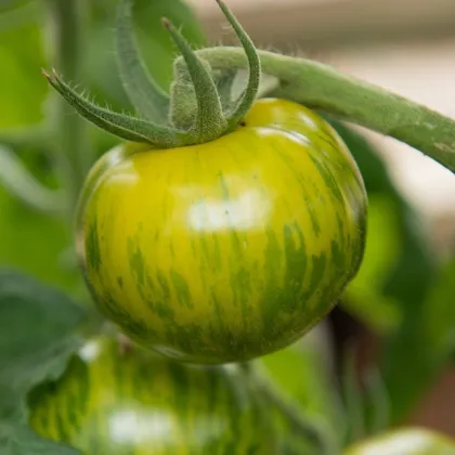 Bio Paradajka Zelená zebra - Solanum lycopersicum - predaj bio semien - 6 ks