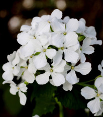 Mesačnica ročná biela - Lunaria annua - predaj semien - 40 ks