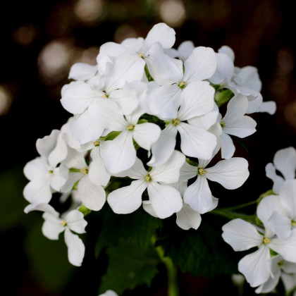 Mesačnica ročná biela - Lunaria annua - predaj semien - 40 ks