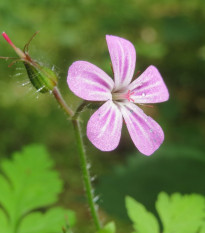 Bio Pakost smradľavý - Geranium robertianum - predaj bio semien - 10 ks