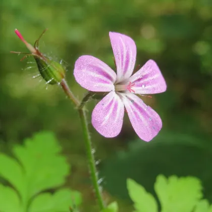 Bio Pakost smradľavý - Geranium robertianum - predaj bio semien - 10 ks