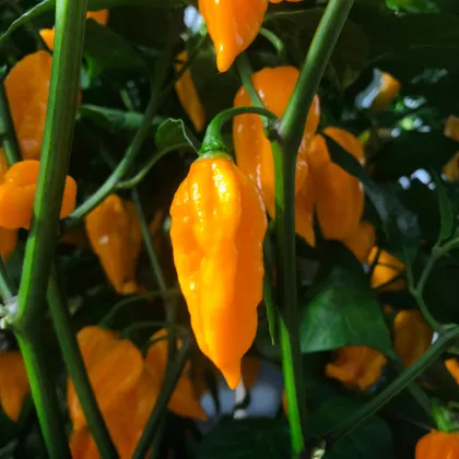 Chilli Devils Tongue Yellow - Capsicum chinense - semienka chilli - 7 ks