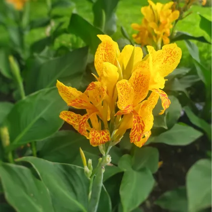 Kana Yellow Humbert - Canna - predaj cibuľovín - 1 ks