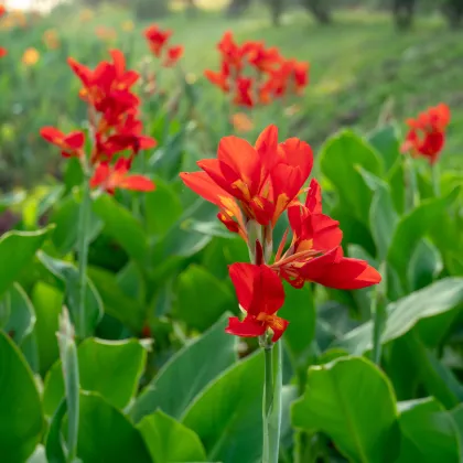 Kana Happy Carmen - Canna - predaj cibuľovín - 1 ks