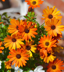 Africká sedmokráska Sunset Shades - Osteospermum - predaj semien - 6 ks