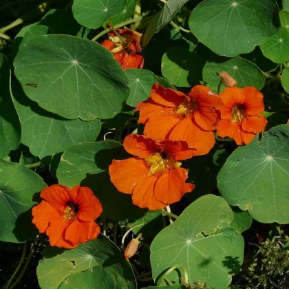 Kapucínka väčšia Tom Pouce - Tropaeolum Majus - predaj semienka - 15 ks