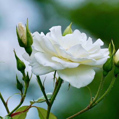 Ruža veľkokvetá pnúca biela - Rosa - voľnokorenné sadeničky ruží - 1 ks