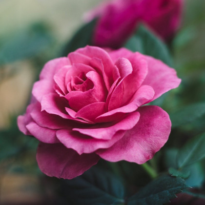 Ruža veľkokvetá popínavá tmavoružová - Rosa - voľnokorenné sadeničky ruží - 1 ks