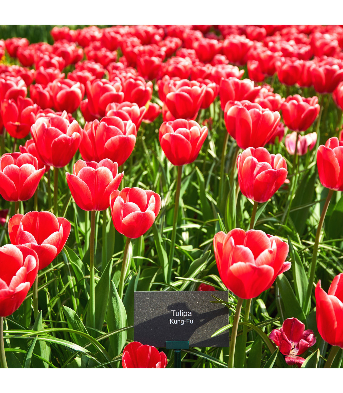 Tulipán Kung Fu - Tulipa - predaj cibuľovín - 3 ks
