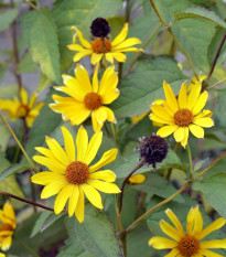 Slnečnica hľuznatá - Helianthus tuberosus - sadeničky slnečnice - 1 ks