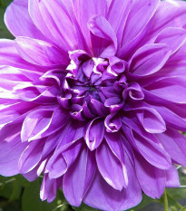 Georgína Lilac Time - Dahlia - predaj cibuľovín - 1 ks