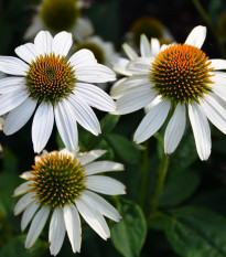 Echinacea White Swan - Echinacea purpurea - voľnokorenné sadeničky echinacey- 1 ks