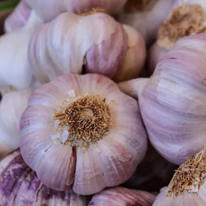 Sadbový cesnak Sultop - Allium sativum - paličiak - predaj cibulí cesnaku - 1 balenie