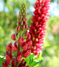 Vlčí bôb - Lupina mnoholistá červená - Lupinus polyphyllus - sadeničky lupiny - 1 ks