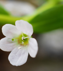 Bakopa Snowtopia - Bacopa sutera cordata - predaj semien - 7 ks