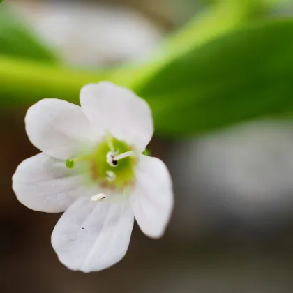 Bakopa Snowtopia - Bacopa sutera cordata - predaj semien - 7 ks