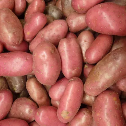 Sadbové zemiaky Rosara - Solanum tuberosum - červené veľmi skoré - 5 kg