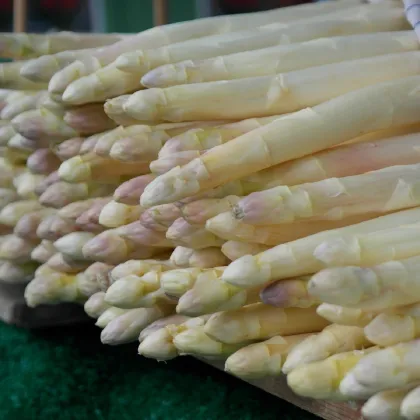 Špargľa lekárska Thielim - Asparagus officinalis - sadeničky špargle - 1 ks