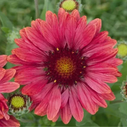 Kokarda Arizona Red Shades - Gaillardia aristata - semienka kokardy - 10 ks