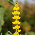 Vlčí bôb - Lupina mnoholistá žltá - Lupinus polyphyllus - sadeničky lupiny - 1 ks