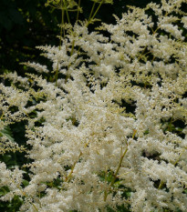 Astilba japonská Deutschland - Astilbe japonica - predaj cibuľovín - 1 ks