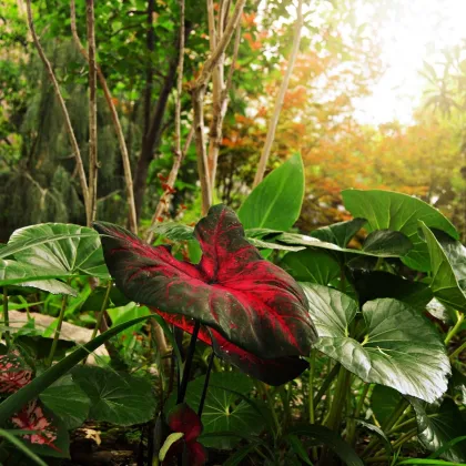 Kaládium Red Fresh - Caladium bicolor - predaj cibuľovín - 1 ks