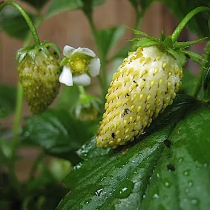 Jahoda mesačná Tubby White - Fragaria vesca - semienka jahôd - 15 ks