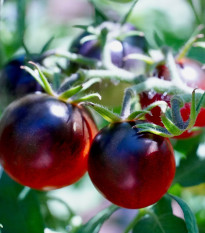 Paradajka - Čierne cherry - Solanum lycopersicum - Semená rajčiaka - 6 ks