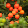 Baklažán okrasný Jupiter - Solanum pseudocapsicum - semienka okrasného baklažánu - 10 ks