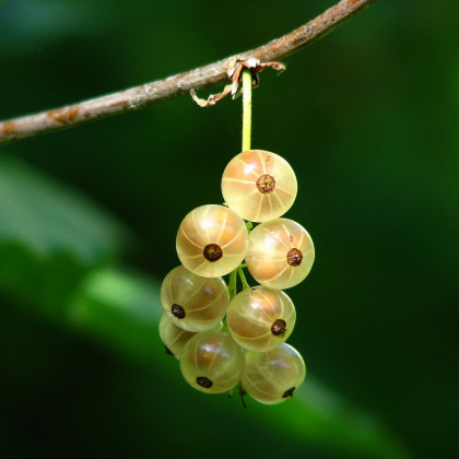 Ríbezľa biela - Ribes sylvestre - voľnokorenné sadeničky ríbezlí - 1 ks