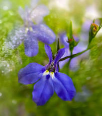 Lobelka drobná Riviera Marine Blue - Lobelia erinus - predaj semien - 0,1 g