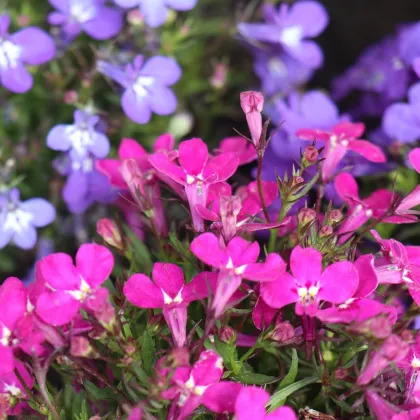 Lobelka drobná Riviera Rose - Lobelia erinus - predaj semien - 500 ks