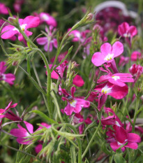 Lobelka drobná Riviera Rose - Lobelia erinus - predaj semien - 500 ks