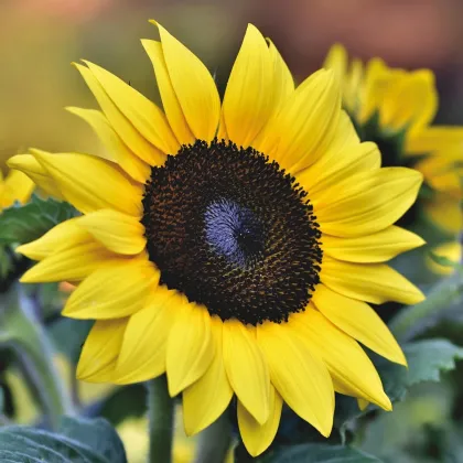 Slnečnica ročná Sunrich Lemon - Helianthus annuus - predaj semien - 8 ks