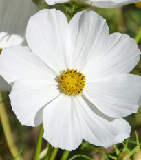 Krasuľka Sonata biela - Cosmos bipinnatus - predaj semien - 15 ks