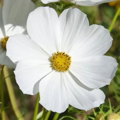 Krasuľka Sonata biela - Cosmos bipinnatus - predaj semien - 15 ks