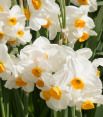 Narcis Geranium - Narcissus - predaj cibuľovín - 3 ks