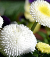 Sedmokráska obyčajná Tasso biela - Bellis perennis - semienka sedmokrásky - 50 ks