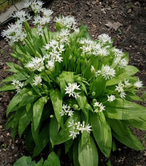 Cesnak medvedí - Allium ursinum -semiačka - 7 ks