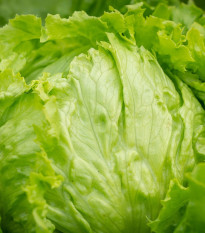 Bio Šalát ľadový Saladin - Lactuca sativa - semená bio predaj - 100 ks