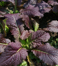 Horčica červená Red Frills - Brassica juncea - semená ázijskej zeleniny - 300 ks