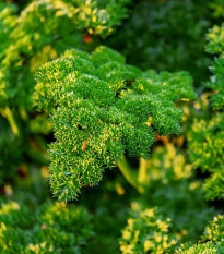 Petržlen Mooskrause - Petroselinum crispum - semiačka - 500 ks