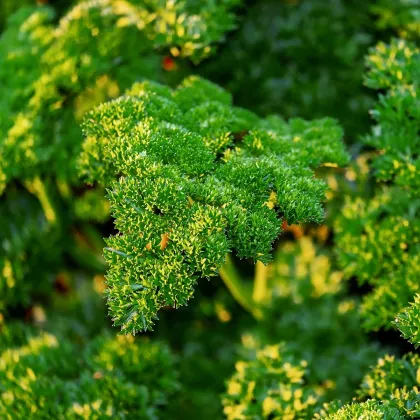 Petržlen Mooskrause - Petroselinum crispum - semiačka - 500 ks