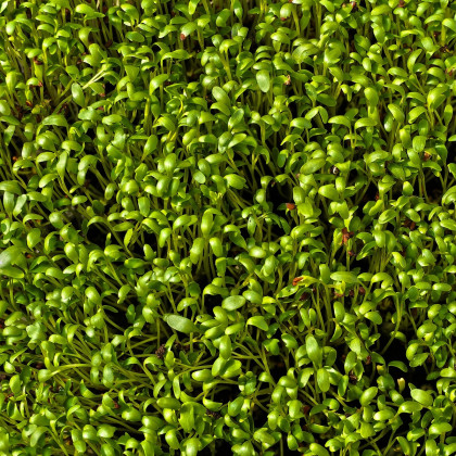 Žerucha Krause - Lepidium sativum - predaj semien - 650 ks