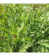 Divá rukola Sorrento - Diplotaxis tenuiflora - semiačka - 0,5 g