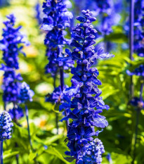 Šalvia Modrá Strata - Salvia Farinacea - predaj semien - 20 ks