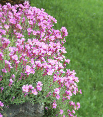 Arábka Spring Charm - Arabis blepharophylla - predaj semien - 30 ks