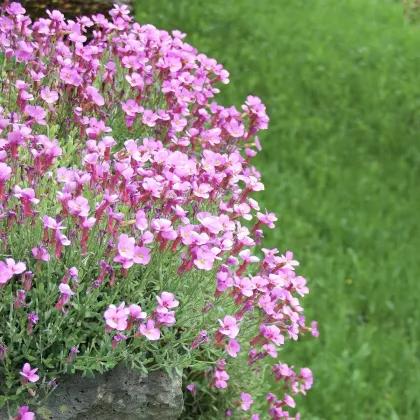 Arábka Spring Charm - Arabis blepharophylla - predaj semien - 30 ks