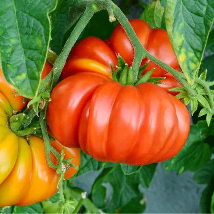 Paradajka Brandywine červená - Solanum lycopersicum - Semená rajčiaka - 7 ks